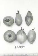 Click for 1 image(s) for this accession. FRUIT